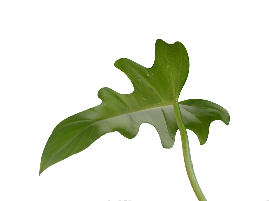 Philodendron Gothic Elegace
