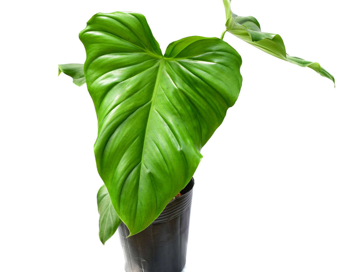 green wonder plant Philodendron Green Wonder