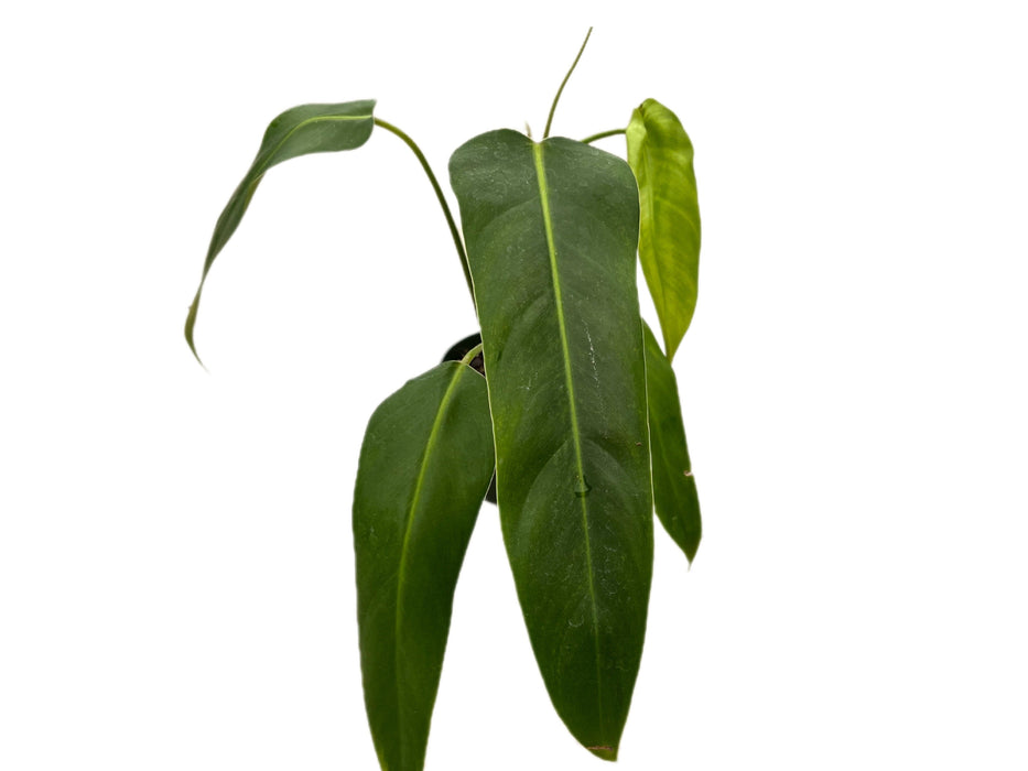 Philodendron Ivan Spirit