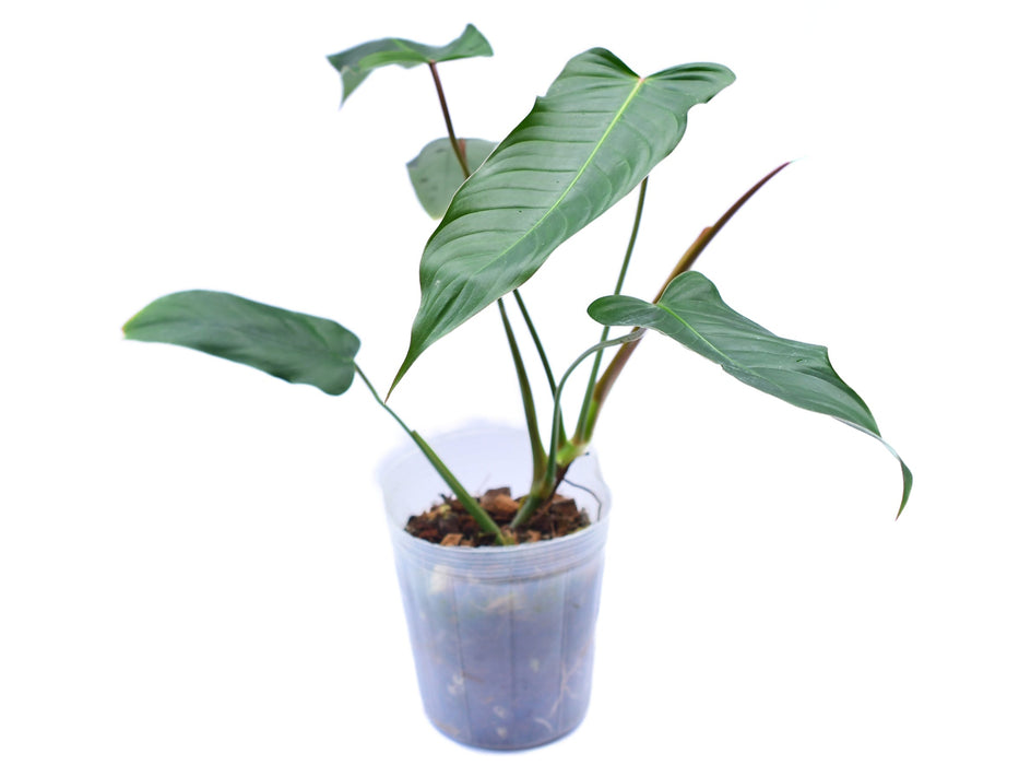 Philodendron Jorge's Legend