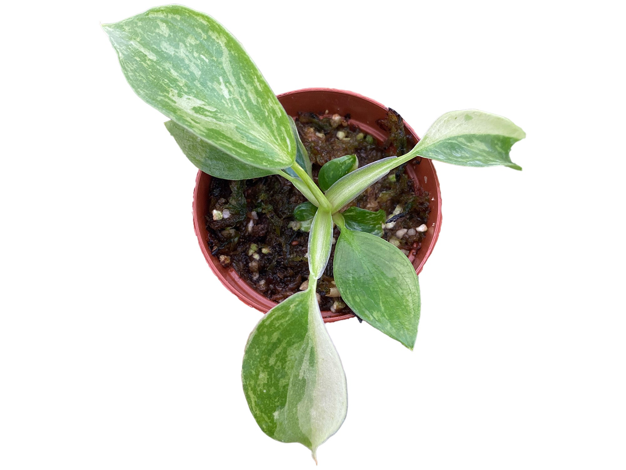 young philodendron Philodendron 'Jose Buono'