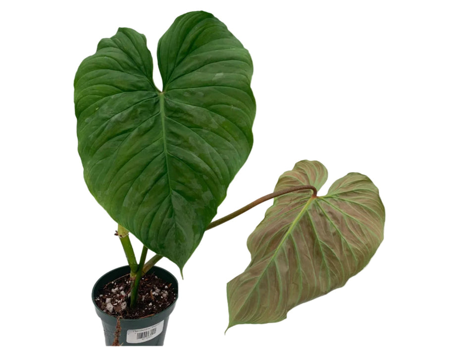 Philodendron Majestic