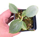 Philodendron Majestic (seedling)