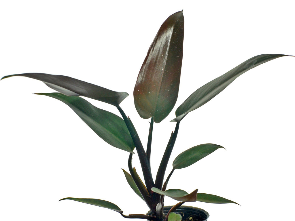 black snake plants Sansevieria trifasciata Black Gold Leaf (snake plant)
