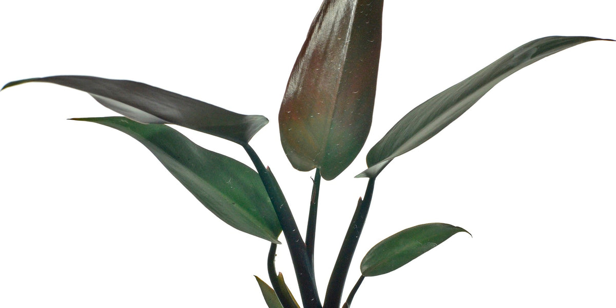 philodendron dark majesty Philodendron Majesty