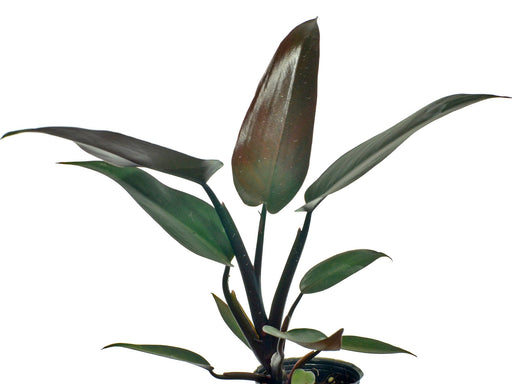philodendron bloody mary plant Philodendron Majesty