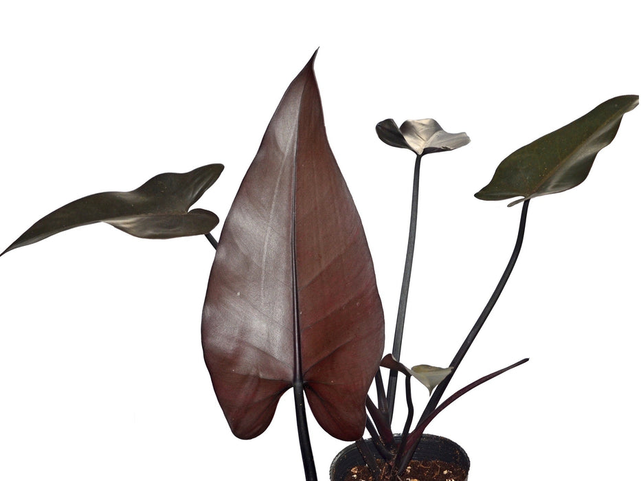 black majesty philodendron care Philodendron Majesty