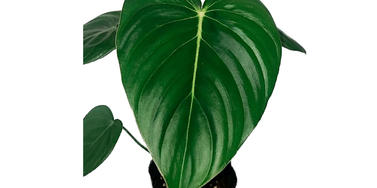 philodendron mcdowell cf Philodendron McDowell cf (seedling)