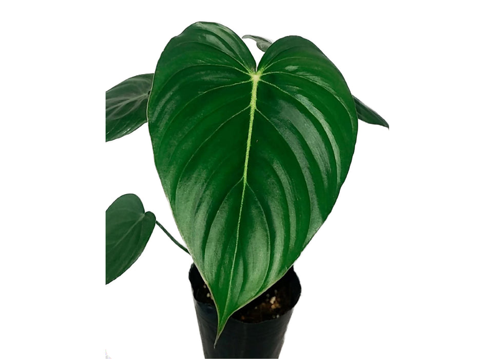 Philodendron McDowell cf (seedling)
