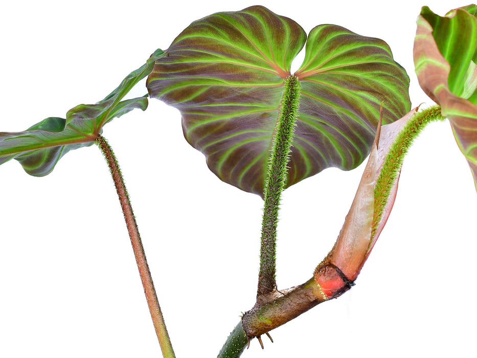 Philodendron Monkey tail (seedling)