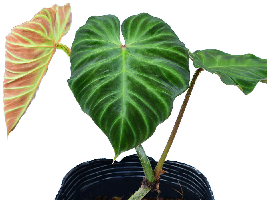 Philodendron Monkey tail (seedling)