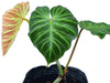 Philodendron Monkey tail