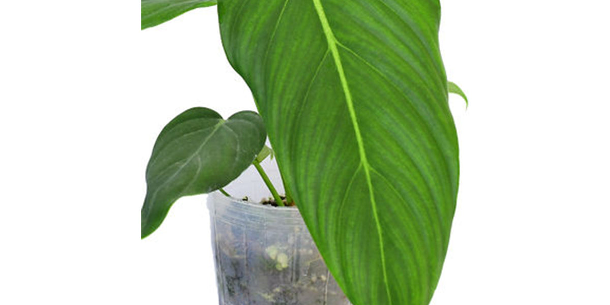 philodendron rising sun Philodendron Morning Sun