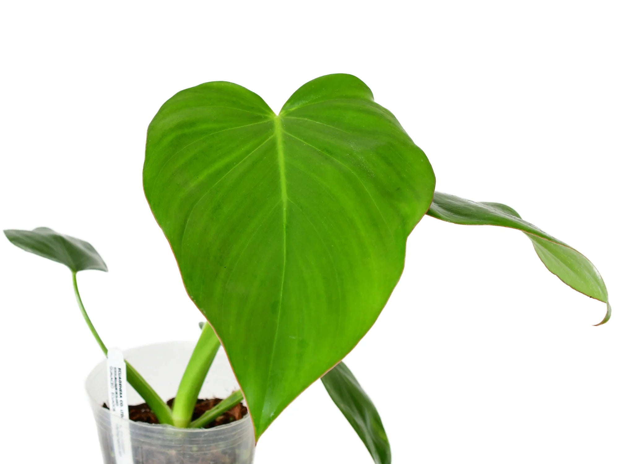 philodendron pangui Philodendron Pangui Star
