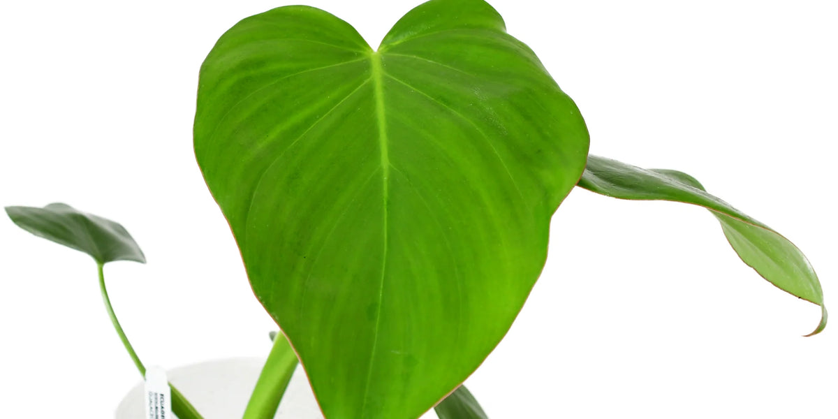 Philodendron Pangui Star