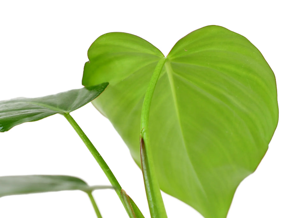 philodendron pangui sunset Philodendron Pangui Star