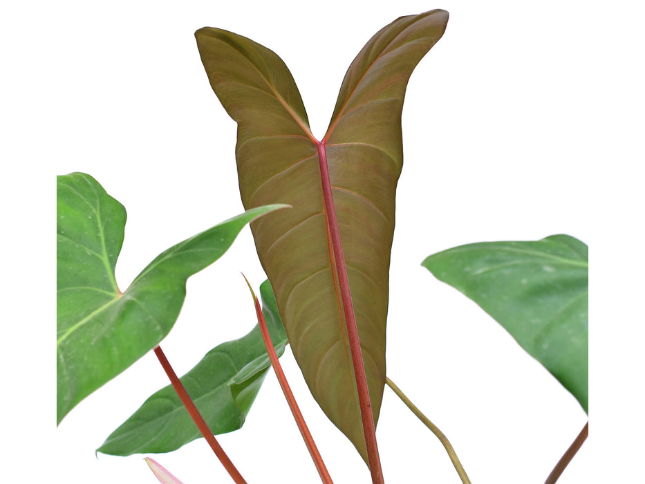 philodendron pangui sunset Philodendron Pangui Sunset