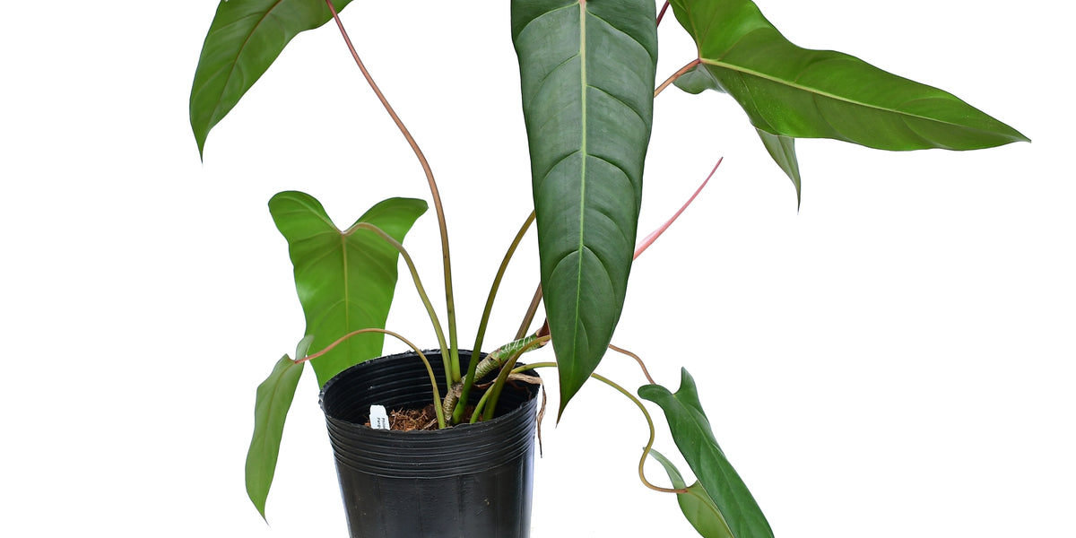 philodendron iingulatum Philodendron Pangui Sunset (S)