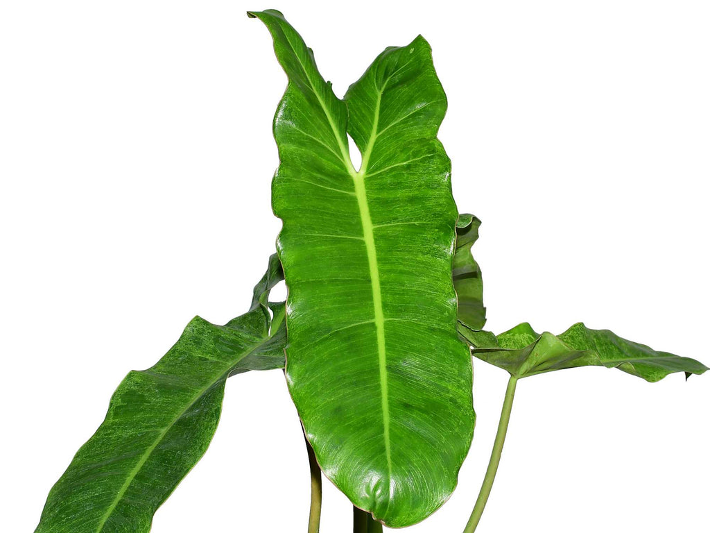 paraiso verde philodendron Philodendron Paraiso Verde