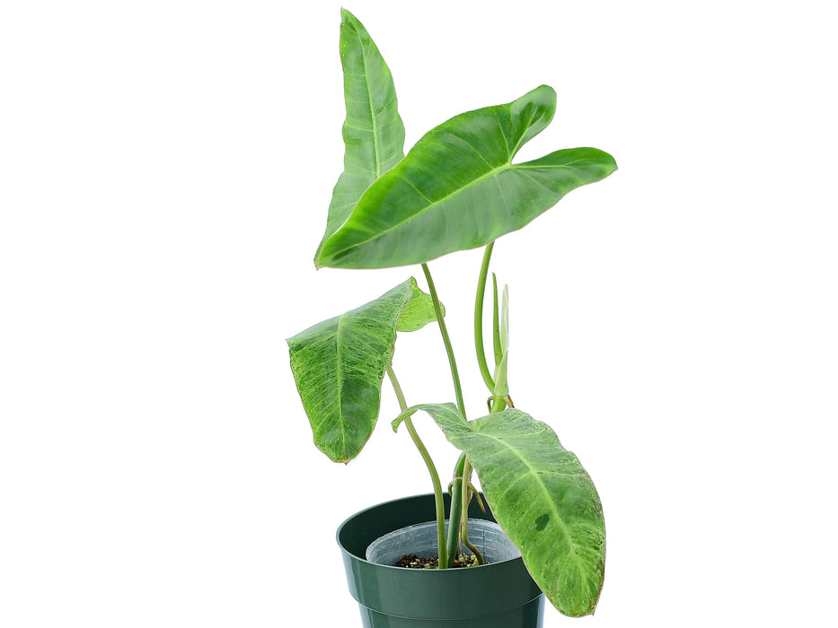 philodendron paraiso verde for sale Philodendron Paraiso Verde