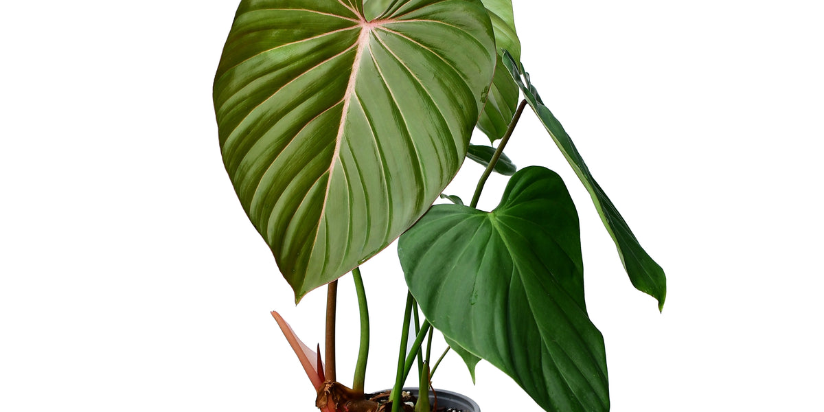 philodendron gloriosum pink Philodendron Pink Glory — Ecuagenera USA Corp