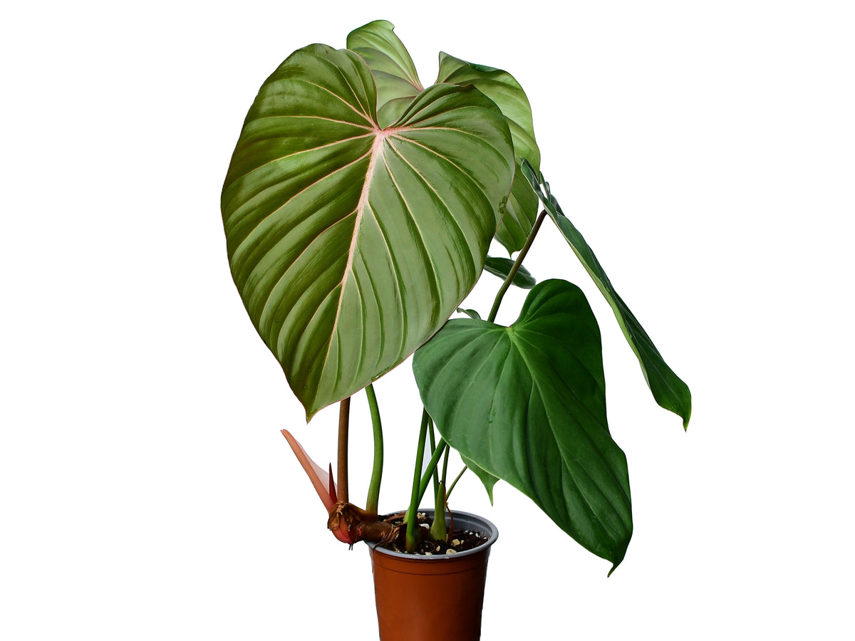 philodendron flower power Philodendron Pink Glory — Ecuagenera USA Corp