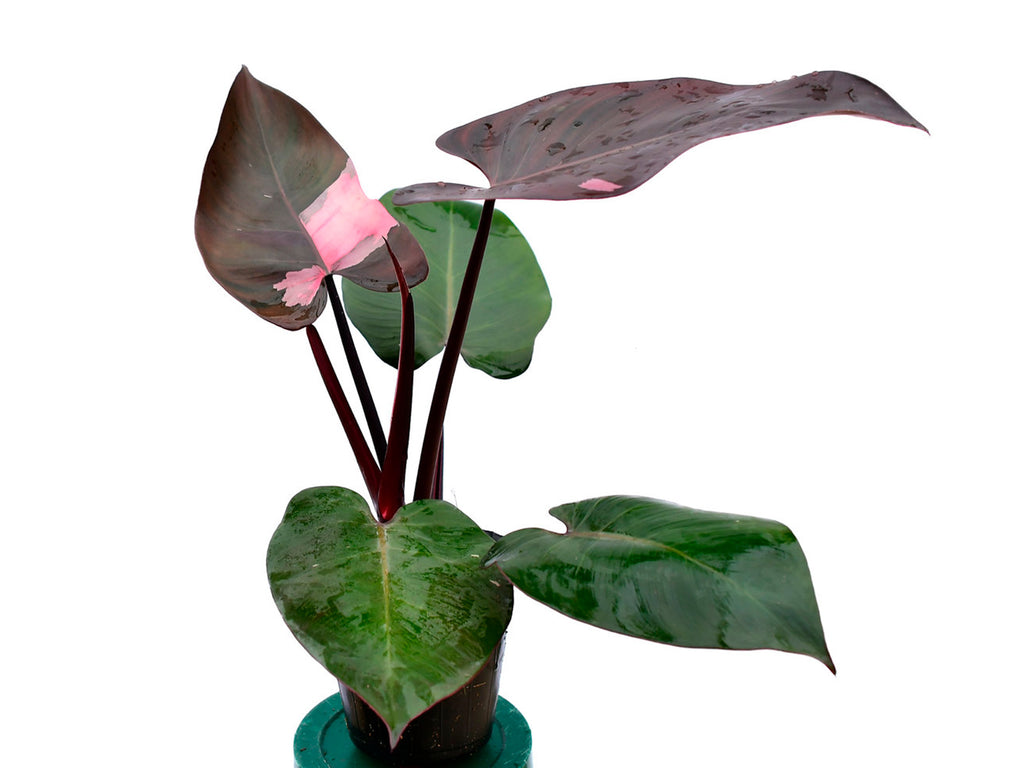 Philodendron Pink Princess - Rare Pink Variegated Collector Plant
