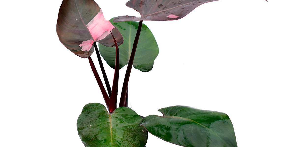 Philodendron Pink Princess