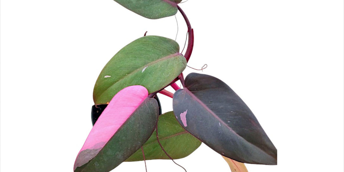 pink and green philodendron Pink Princess Philodendron