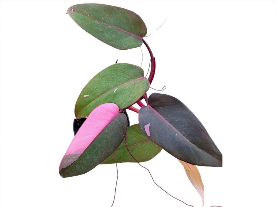Philodendron Pink Princess (seedling)