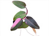Philodendron Pink Princess (seedling)