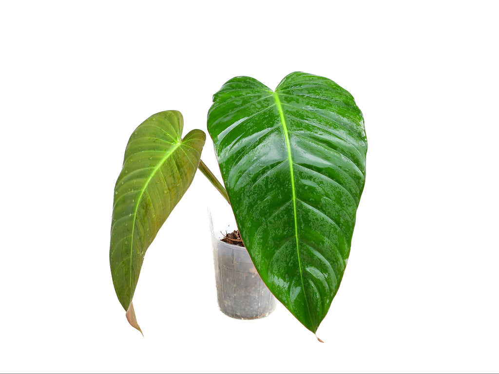 Philodendron Rabo de Mona - Heart-Shaped Leaf Aroid