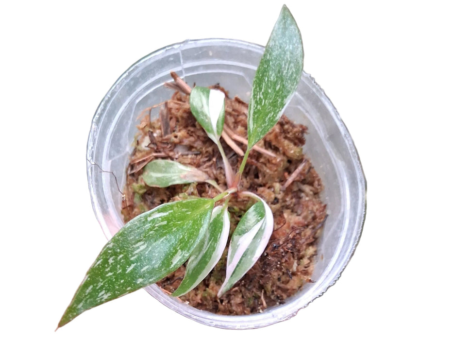Philodendron Red Anderson (seedling)