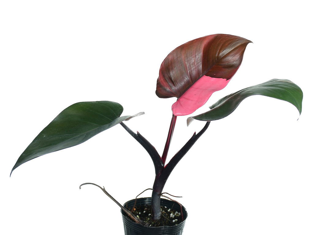 philodendron red baron Philodendron Red Brown - Unique Burgundy Brown Aroid