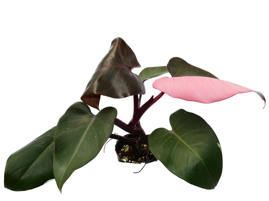 philodendron burgundy Philodendron Red Brown - Unique Burgundy Brown Aroid
