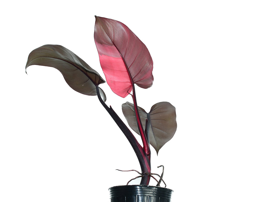 philodendron brasil red leaves Philodendron Red Brown - Unique Burgundy Brown Aroid