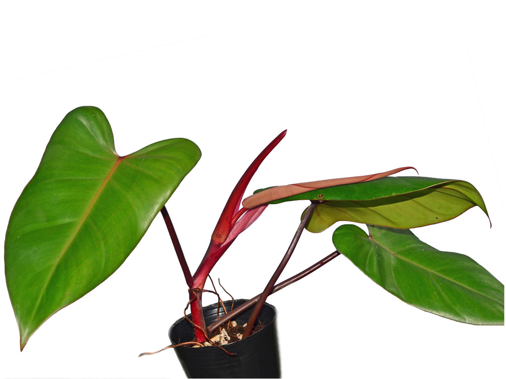 philodendron green leaves red stems Philodendron Red Emerald