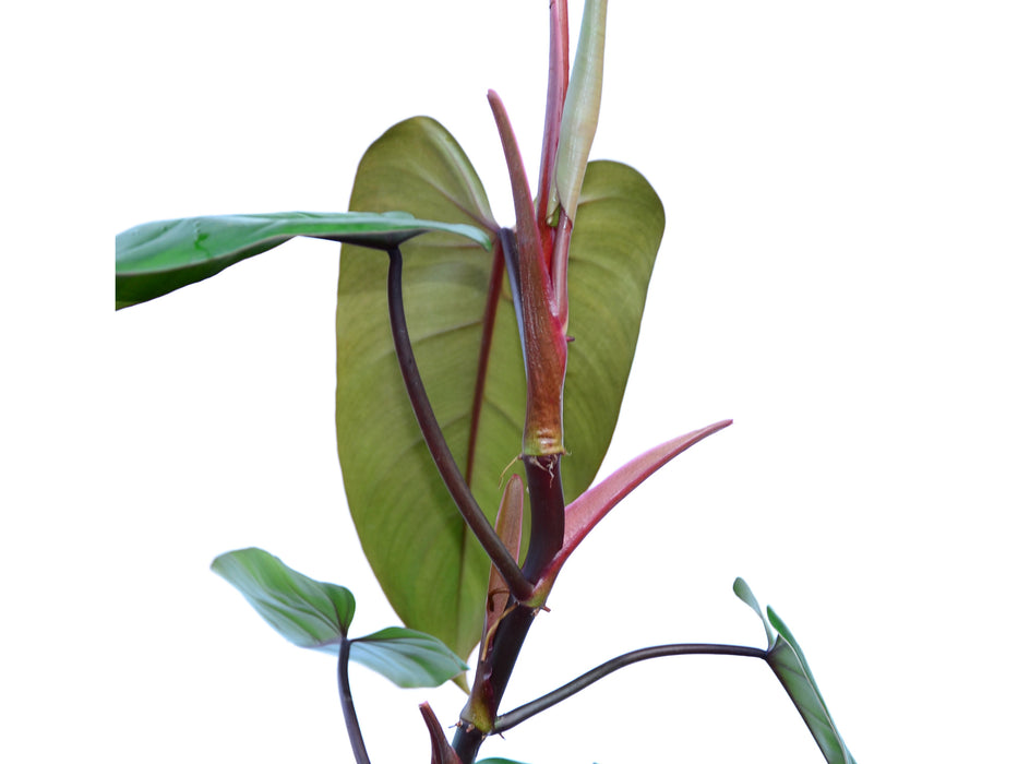 philodendron green leaves red stems Philodendron Red Emerald
