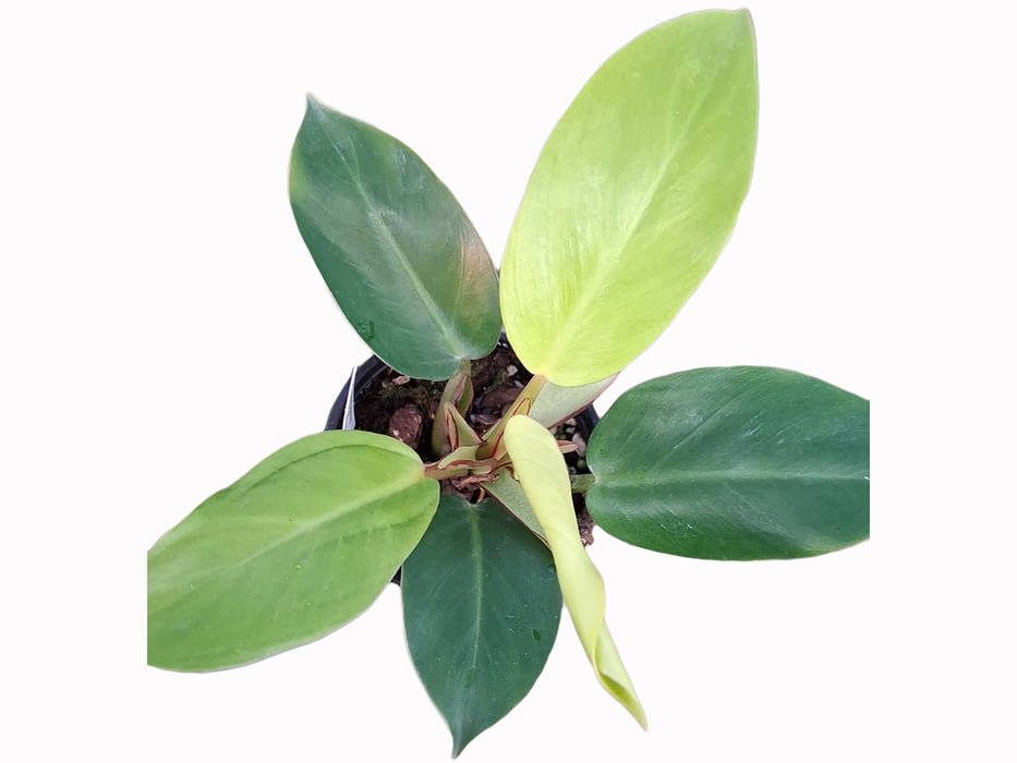 Philodendron Red Moon