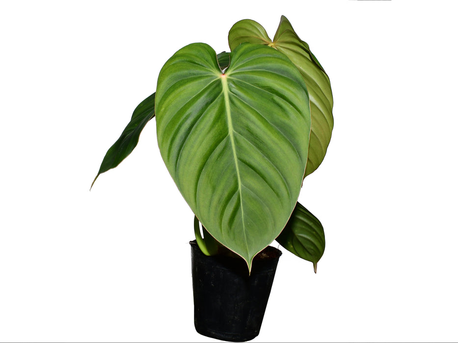 Philodendron Sterling Velvet