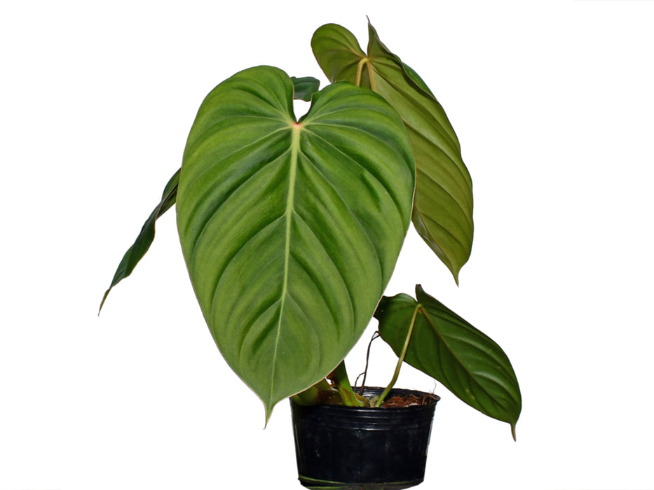 Philodendron Sterling Velvet