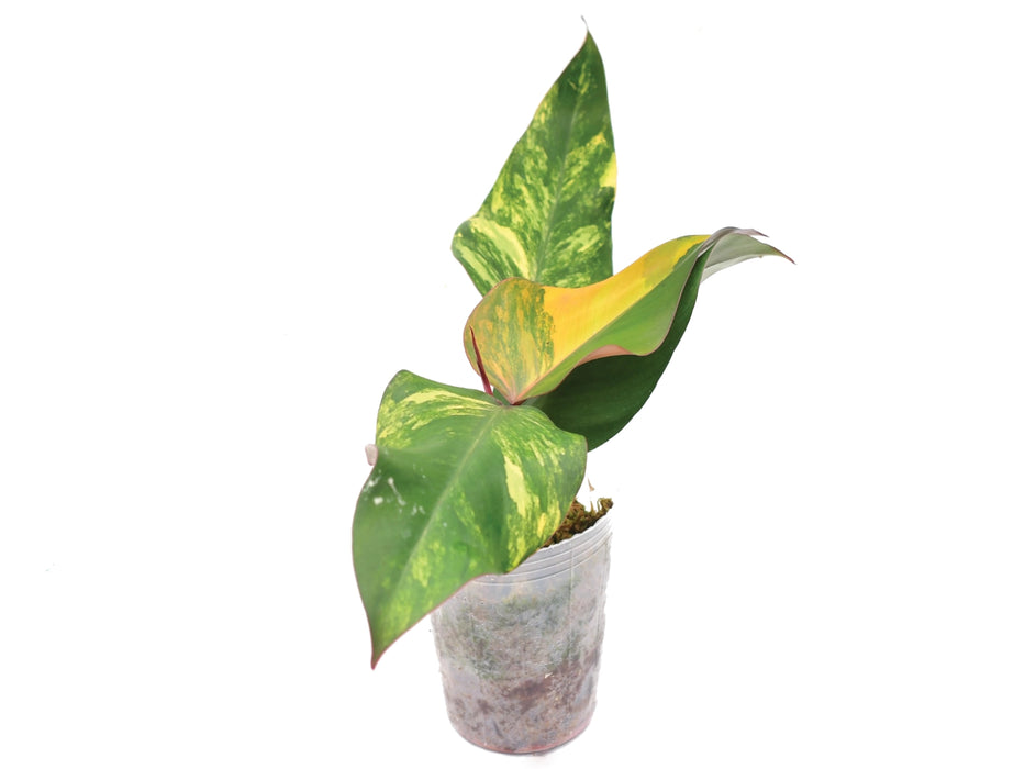 Philodendron Strawberry Shake (seedling)