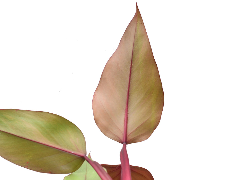 Philodendron Strawberry Shake (seedling)