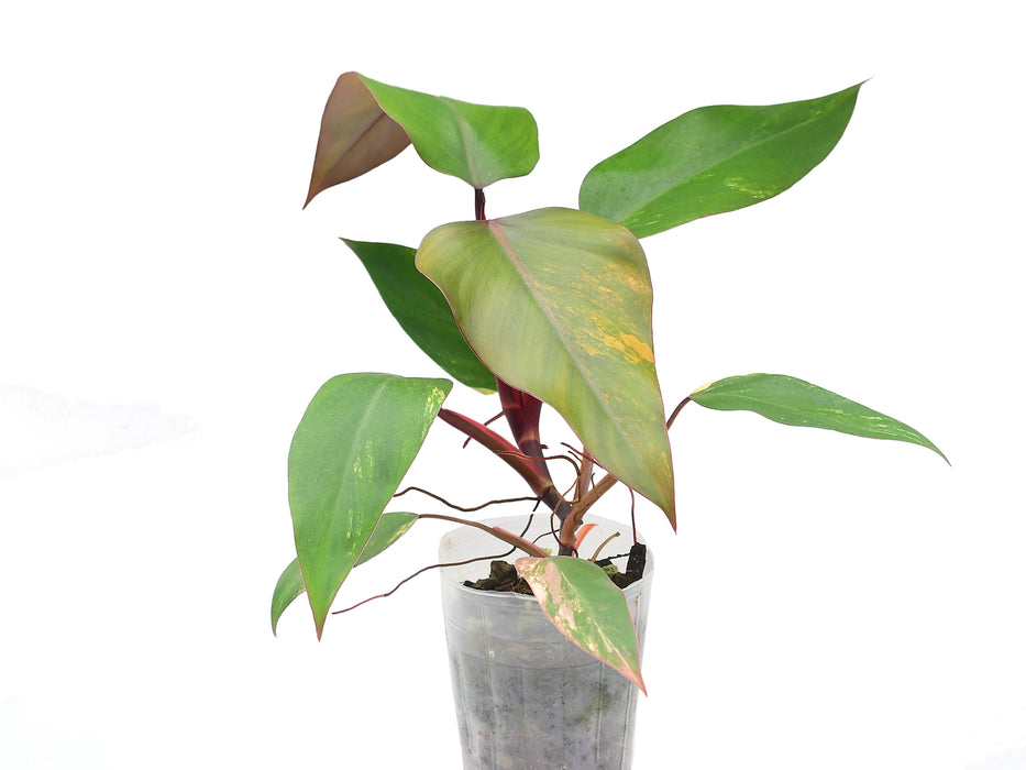 Philodendron Strawberry Shake (seedling)