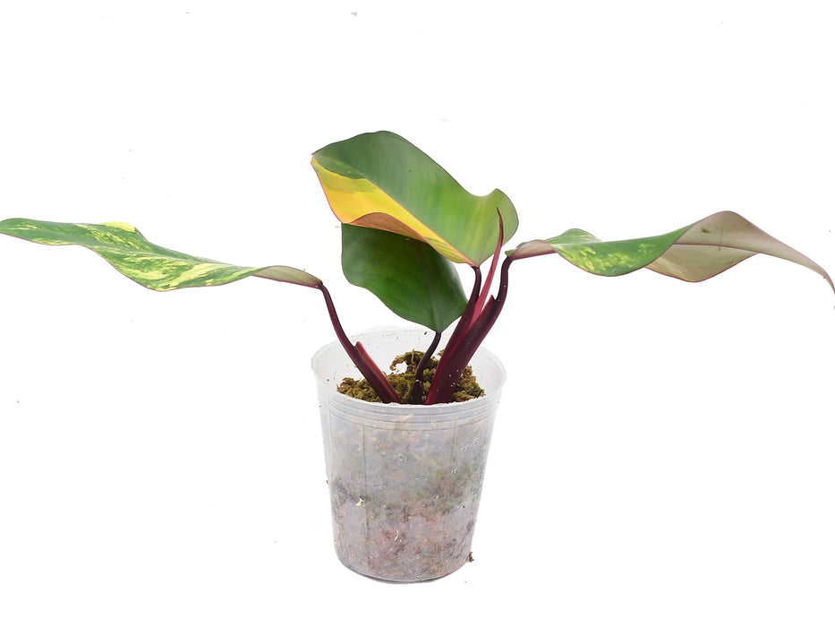 Philodendron Strawberry Shake (seedling)
