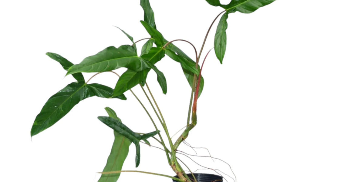 philodendron cameron Philodendron Sweet Camila
