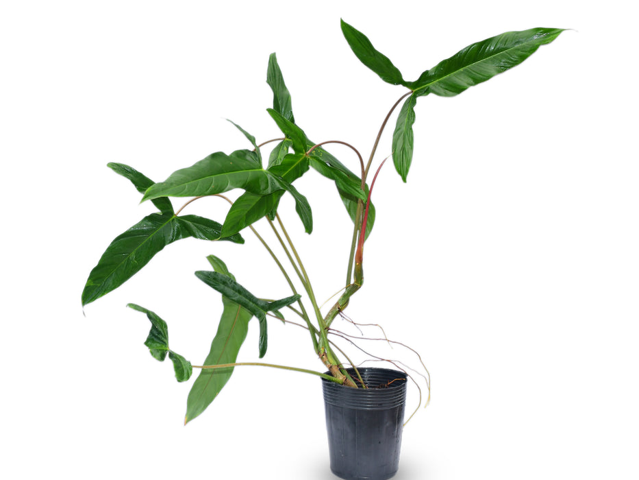 Philodendron Sweet Camila (Big)
