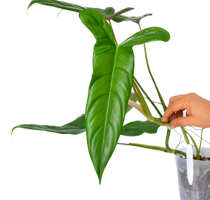 philodendron cameron Philodendron Sweet Camila