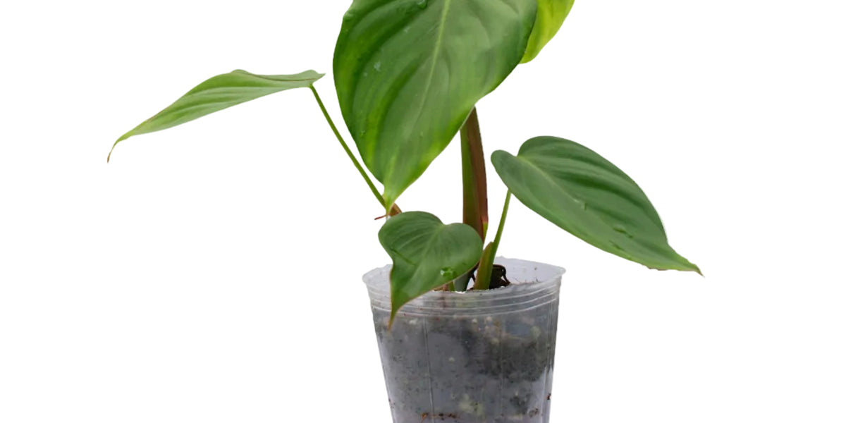 philodendron consanguineum Philodendron Sweet Wonder