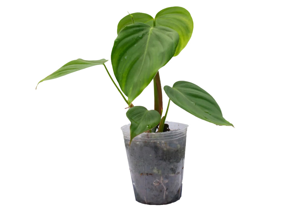 Philodendron Sweet Wonder (seedling)